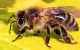 गोरखामा सिंगुसले चिलेर १० जना घाइते