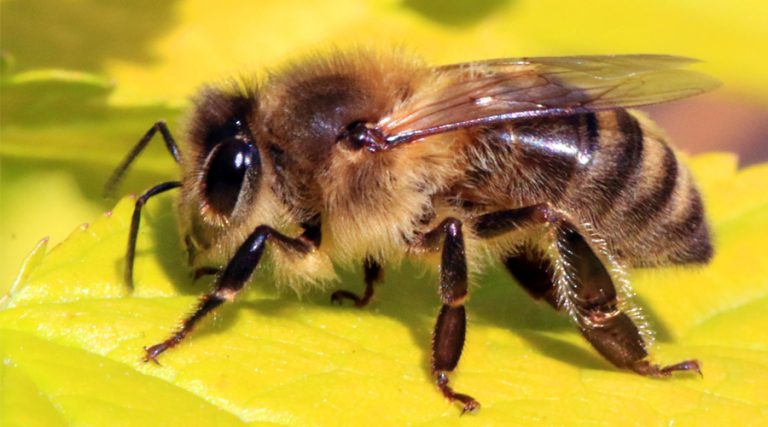 गोरखामा सिंगुसले चिलेर १० जना घाइते