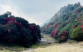 पाथीभरादेखि पाँचपोखरीसम्म राताम्यै गुराँस, बढ्दै पर्यटकीय आकर्षण (तस्वीरहरू)