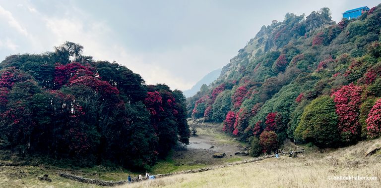 पाथीभरादेखि पाँचपोखरीसम्म राताम्यै गुराँस, बढ्दै पर्यटकीय आकर्षण (तस्वीरहरू)