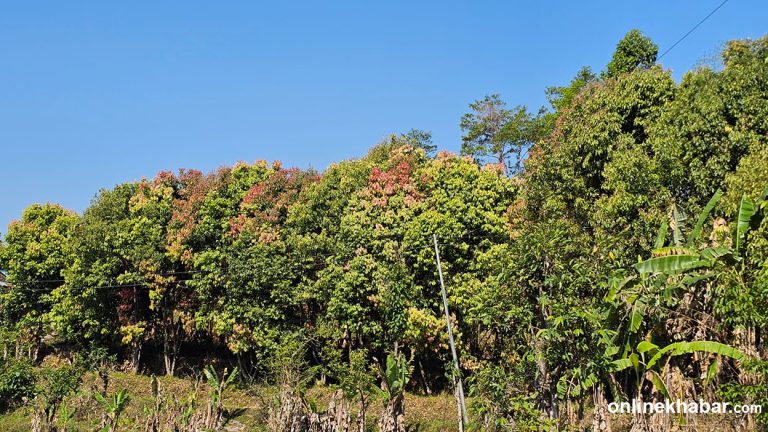 तनहुँ रतनपुरका किसानले लगाएको तेजपातले पाएन बजार