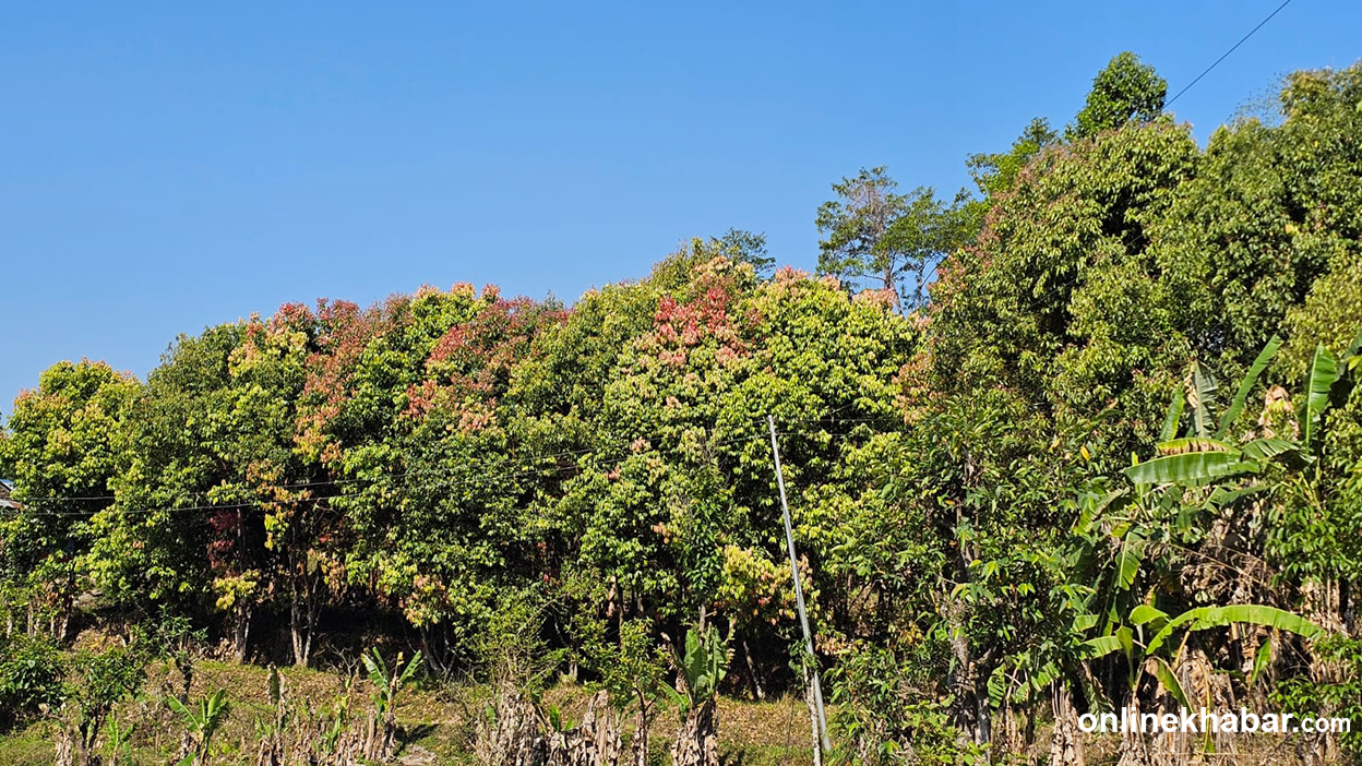 तनहुँ रतनपुरका किसानले लगाएको तेजपातले पाएन बजार