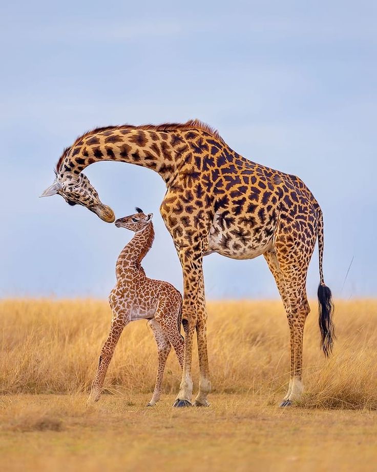 जिराफ : संसारकै अग्लो जनावर