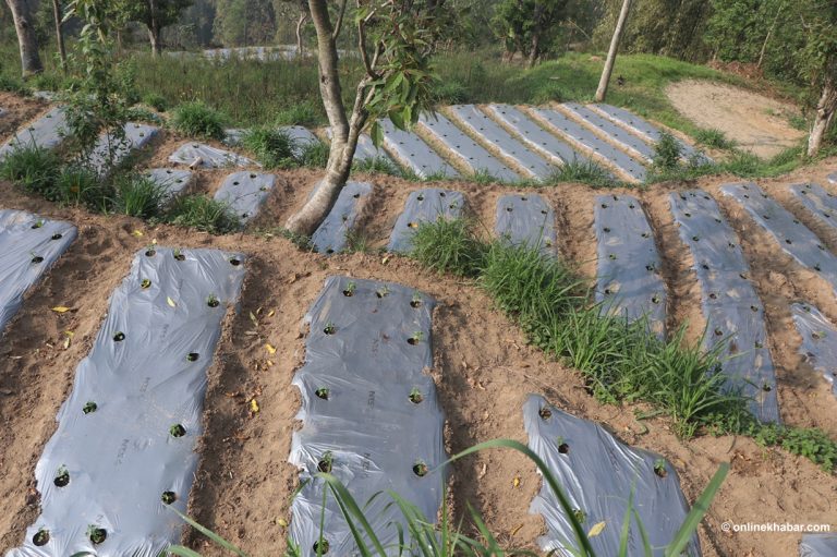 मल्चिङ प्रविधिसँगै फस्टाउँदै अकबरे खेती (तस्वीरहरू)
