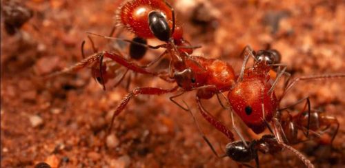 एरिजोनाको मरुभूमिमा ठूला कमिलाको शरीर सफा गरिदिने साना कमिला 