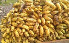 किसानले ५० रूपैयाँ दर्जनमा बेच्ने केरा उपभोक्तालाई ३०० !