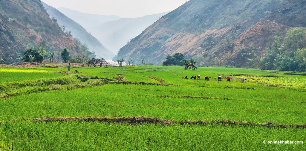 तमोर नदी र लम्बुखोला किनारको चैते धान (तस्वीरहरू )