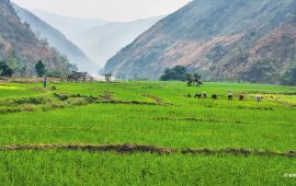 तमोर नदी र लम्बुखोला किनारको चैते धान (तस्वीरहरू )