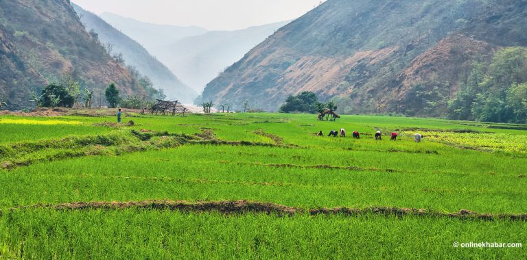 तमोर नदी र लम्बुखोला किनारको चैते धान (तस्वीरहरू )