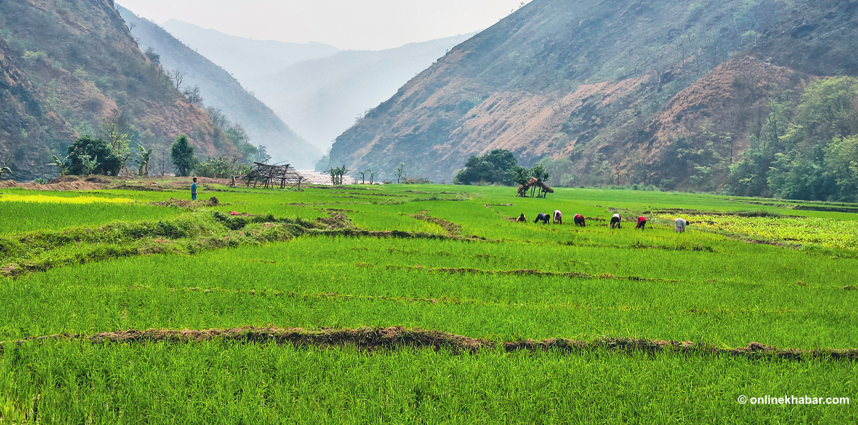 तमोर नदी र लम्बुखोला किनारको चैते धान (तस्वीरहरू )