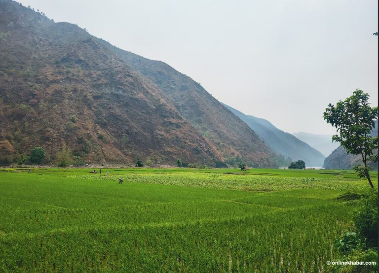 सरकारले तोक्यो बर्खे धानबालीको समर्थन मूल्य