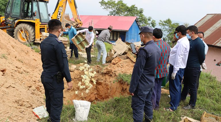 संखुवासभामा ४ हजार बढी कुखुराको चल्ला नष्ट
