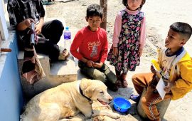 मर्मस्पर्शी, जहाँ सक्त घाइते कुकुरलाई बालबालिकाले पहरा दिएर बचाउन सघाए