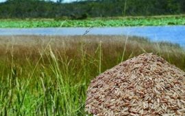 कपिलवस्तुमा पाइने ब्रतको चामल ‘तिन्ना’