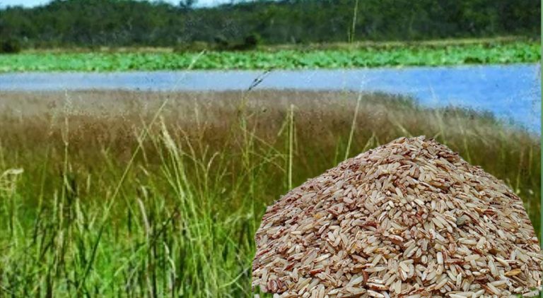 कपिलवस्तुमा पाइने ब्रतको चामल ‘तिन्ना’