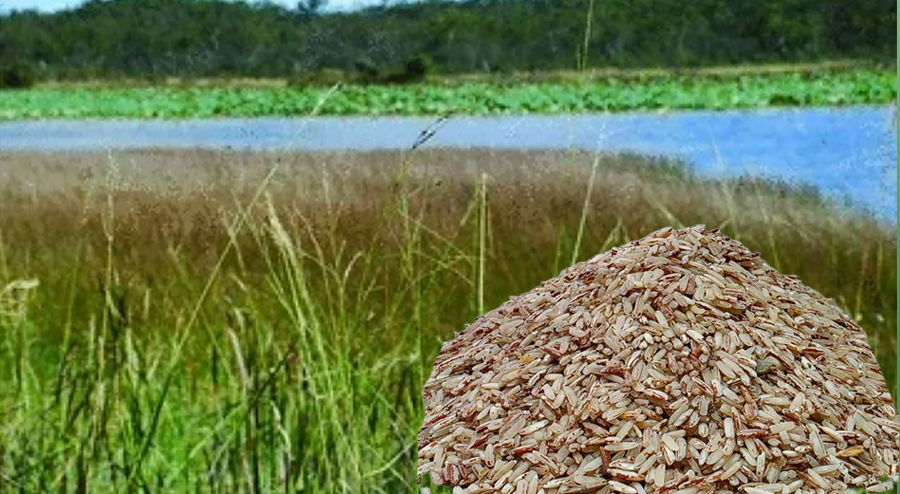 कपिलवस्तुमा पाइने ब्रतको चामल ‘तिन्ना’