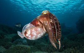 रहस्यमयी समुद्री जीव कटलफिसका १० रोचक विशेषता