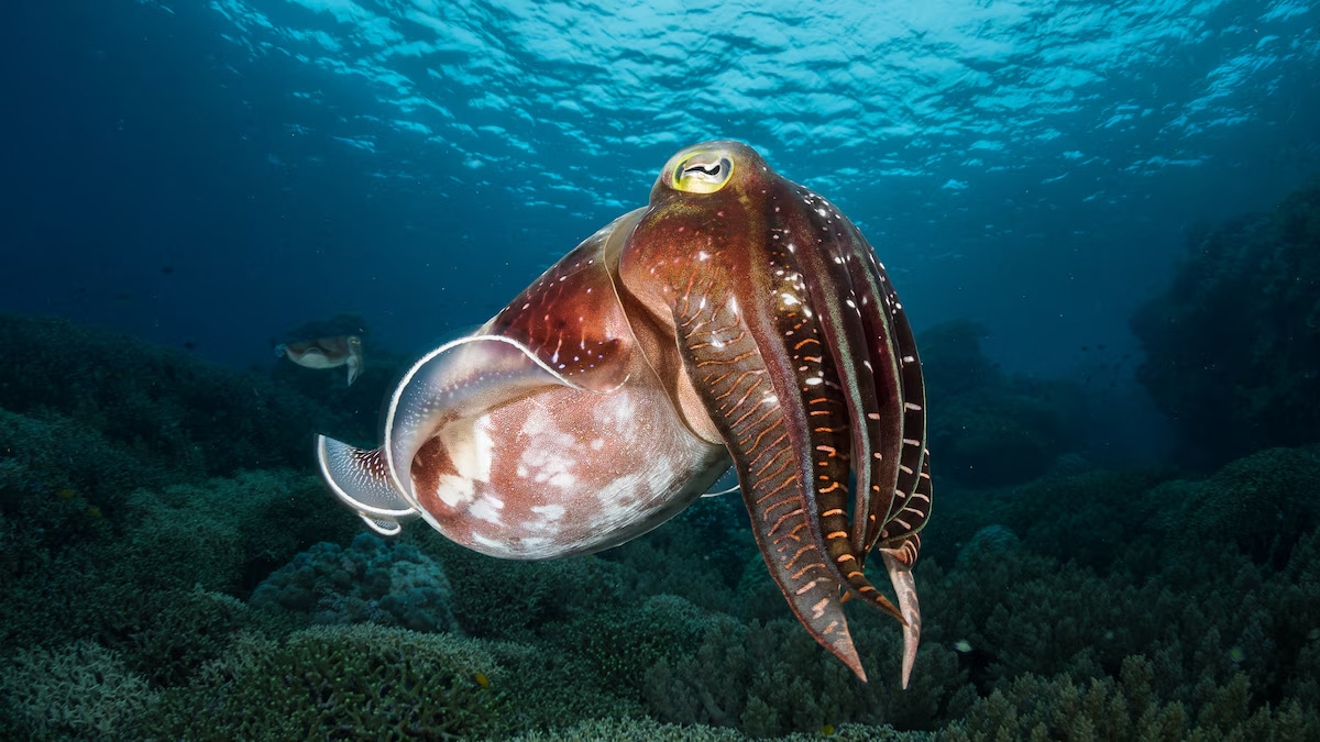 रहस्यमयी समुद्री जीव कटलफिसका १० रोचक विशेषता