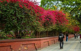 काठमाडौंका खोला किनारमा ढकमक्क फूल (तस्वीरहरू)