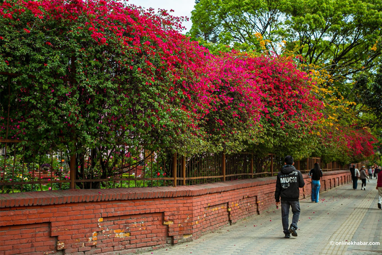 काठमाडौंका खोला किनारमा ढकमक्क फूल (तस्वीरहरू)