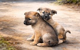 लगनखेलमा कुकुर मार्ने व्यक्तिमा मानसिक समस्या, आश्रममा बुझाइयो