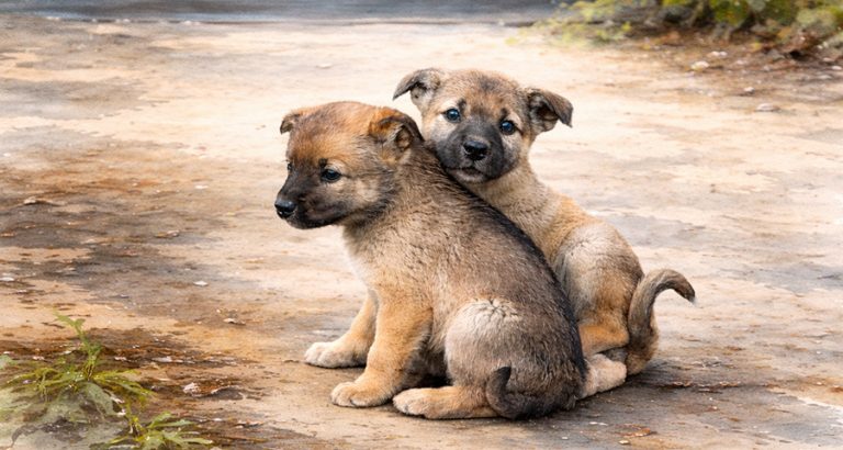लगनखेलमा कुकुर मार्ने व्यक्तिमा मानसिक समस्या, आश्रममा बुझाइयो