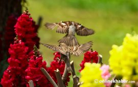 सिंहदरबारभित्र भुर्रभुर्र (तस्वीरहरू)