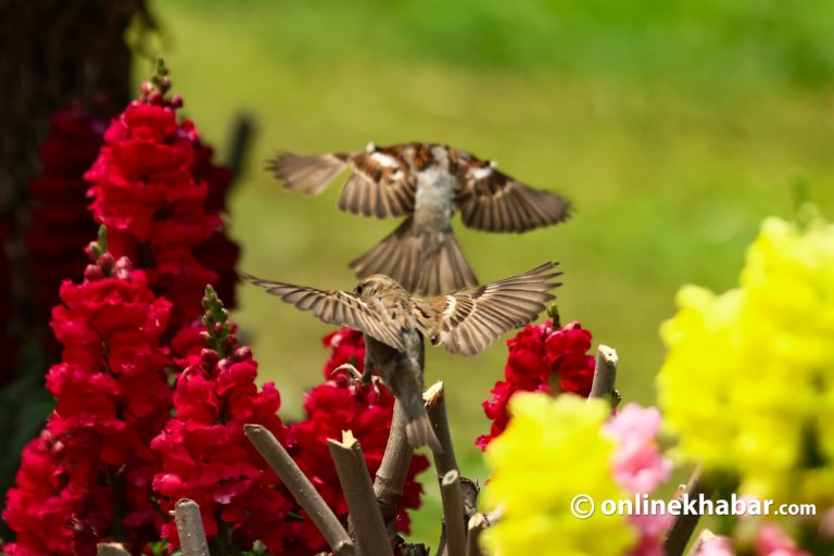 सिंहदरबार फूलबारीमा रमाइरहेका चराहरू (तस्वीरहरू)