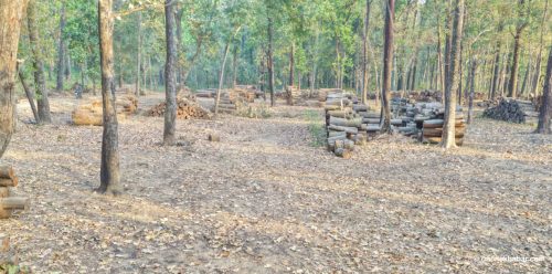 सरकारको १०० कार्यसूचीमा उपेक्षित वन व्यवस्थापन