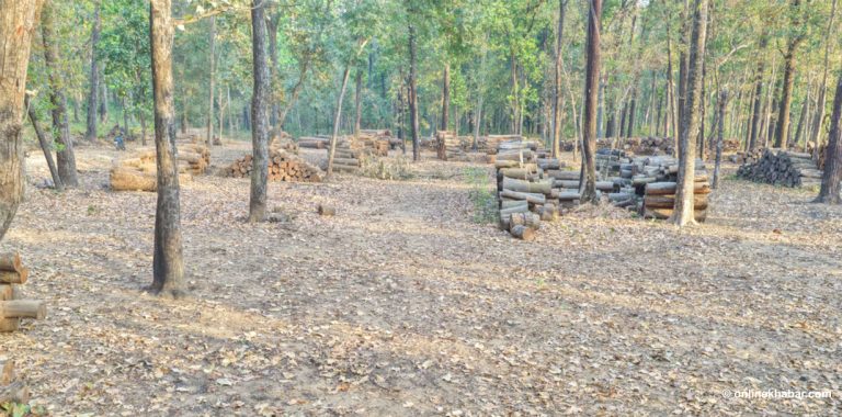 सरकारको १०० कार्यसूचीमा उपेक्षित वन व्यवस्थापन