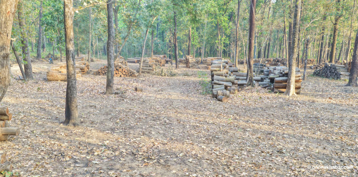 सरकारको १०० कार्यसूचीमा उपेक्षित वन व्यवस्थापन