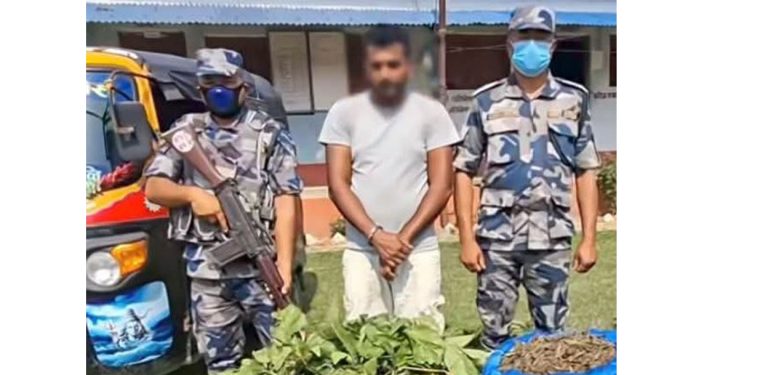 १९ किलो गाँजासहित युवक पक्राउ