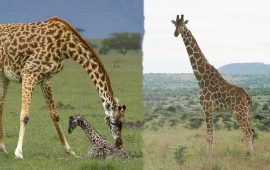 जिराफ : संसारको अग्लो जनावरका ९ रोचक रहस्य