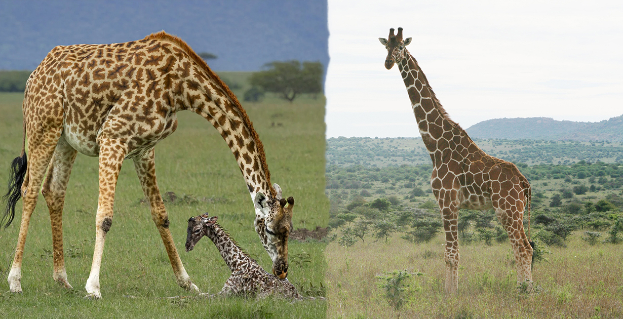 जिराफ : संसारको अग्लो जनावरका ९ रोचक रहस्य