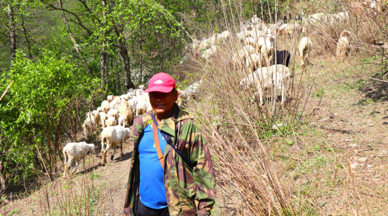 म्याग्दीका हिमबहादुर : २० वर्ष यूएई बसाइपछि भेडापालन, करोडको लगानीमा लोभलाग्दो आम्दानी