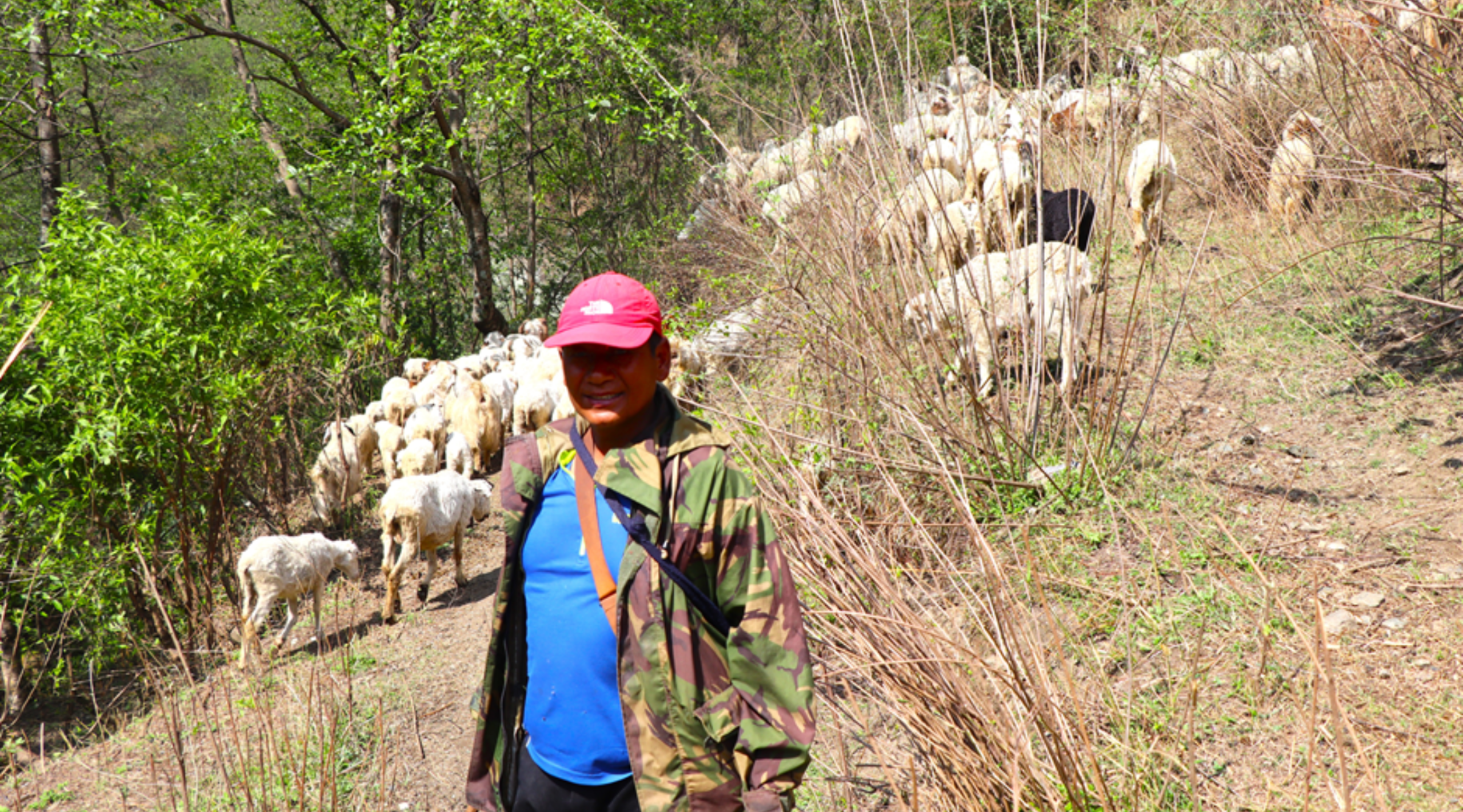 म्याग्दीका हिमबहादुर : २० वर्ष यूएई बसाइपछि भेडापालन, करोडको लगानीमा लोभलाग्दो आम्दानी