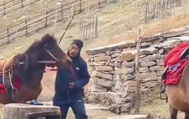 घोडामाथि अमानवीय कुटपिट : भिडियो भाइरल भएपछि दोषी पक्राउ