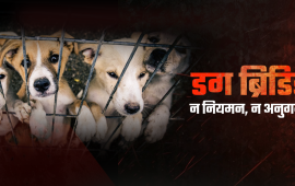 सरकार गर्छ बन्ध्याकरणमा करोडौं खर्च, ब्रिडर गर्छन् जथाभावी बच्चा उत्पादन