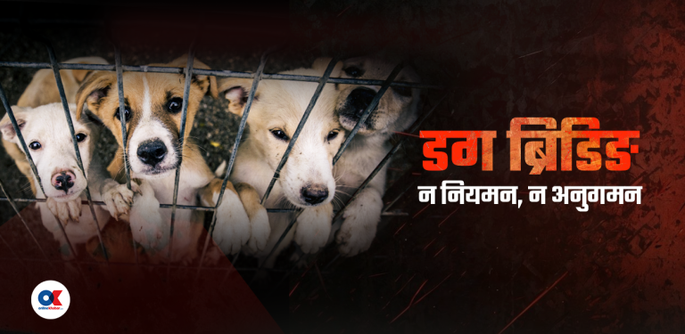 सरकार गर्छ बन्ध्याकरणमा करोडौं खर्च, ब्रिडर गर्छन् जथाभावी बच्चा उत्पादन