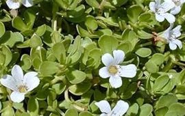 वर्षौँदेखि खेर जाँदै बहुमूल्य जडीबुटी