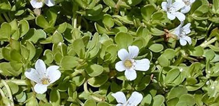 वर्षौँदेखि खेर जाँदै बहुमूल्य जडीबुटी