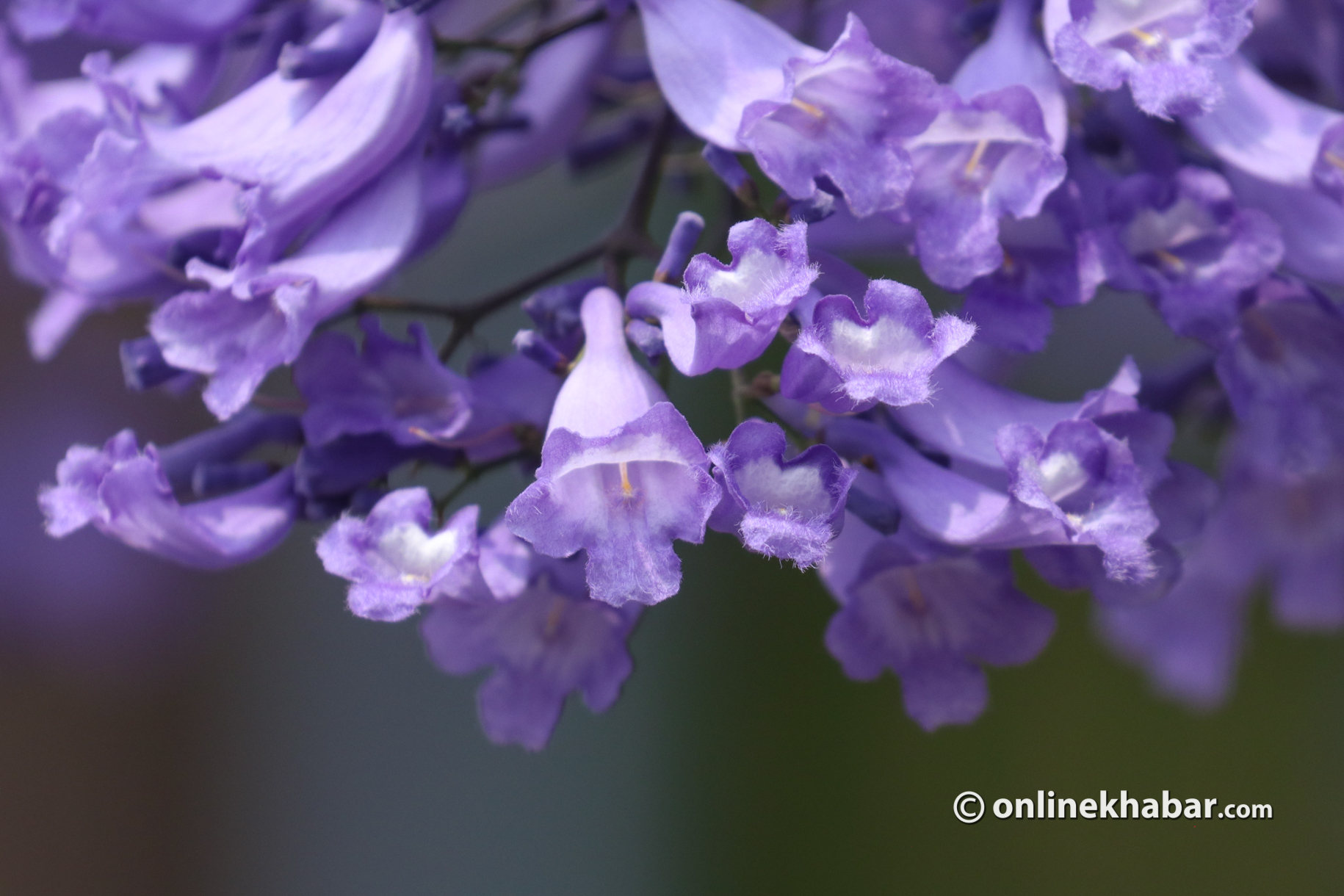 जाकाराण्डाले गुलजार राजधानी (तस्वीरहरू)