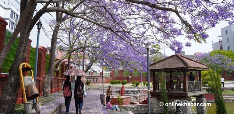 जाकाराण्डाले गुलजार राजधानी (तस्वीरहरू)