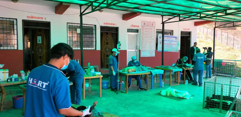 गुल्मीमा ६ सय कुकुरलाई बन्ध्याकरण र रेबिजविरुद्धको खोप