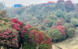 १० वैशाखदेखि तेह्रथुममा लालीगुराँस महोत्सव