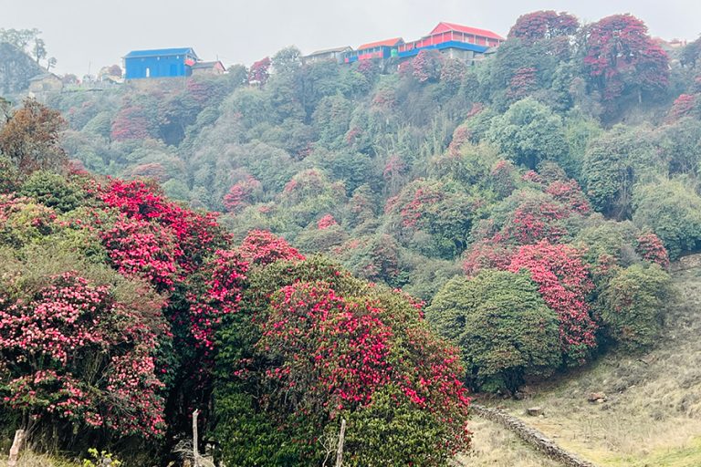 १० वैशाखदेखि तेह्रथुममा लालीगुराँस महोत्सव