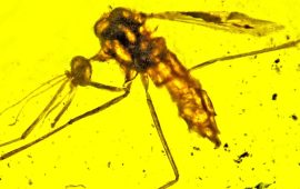 फेला पर्‍यो डाइनोसरको रगत चुस्ने लामखुट्टेको जिवावशेष