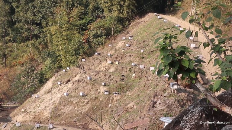 पाख्रिवासका पाखाभरि मौरीपालन, लाखौं आम्दानी (तस्वीरहरु)