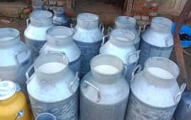 नेपालमा वार्षिक २७ लाख १८ हजार १७७ मेट्रिक टन दूध उत्पादन