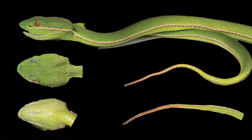 चीनमा भेटियो विषालु सर्पको नयाँ प्रजाति